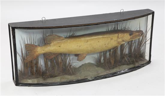 A Victorian taxidermic pike, W.43in. H.17in.